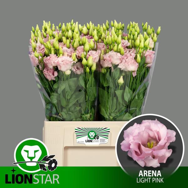 Lysianthus Rose / Pink - 1 Stiel